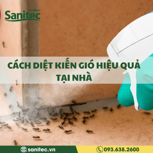 CÁCH DIỆT KIẾN GIÓ HIỆU QUẢ TẠI NHÀ